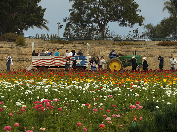 Flower-Fields-Carlsbad-California19