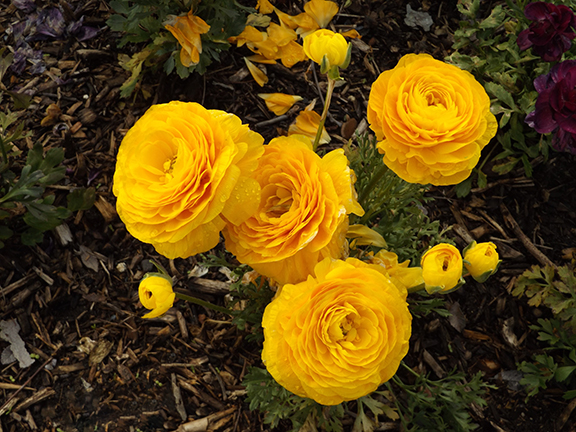 Flower-Fields-Carlsbad-California2