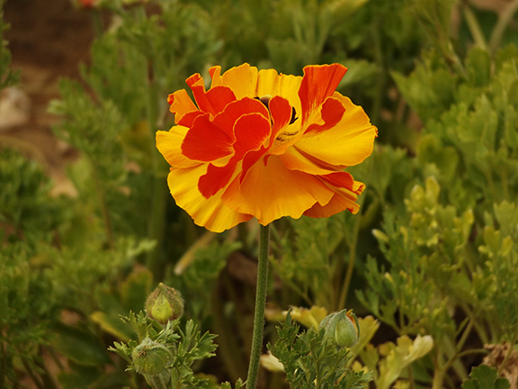 Flower-Fields-Carlsbad-California21
