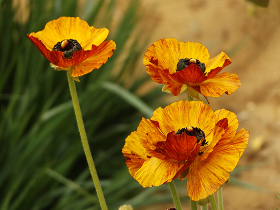 Flower-Fields-Carlsbad-California23
