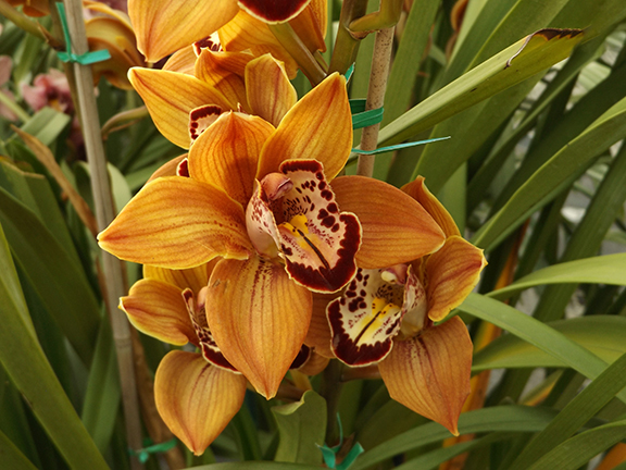 Flower-Fields-Carlsbad-California24