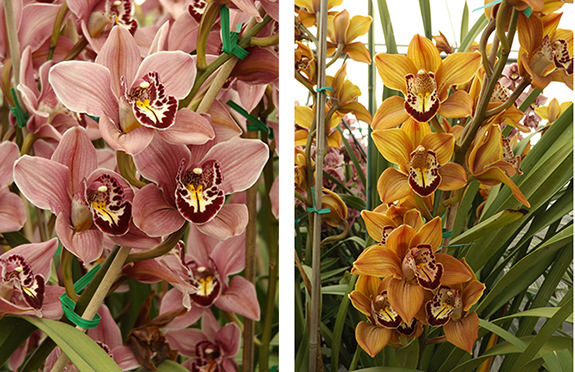 Flower-Fields-Carlsbad-California25