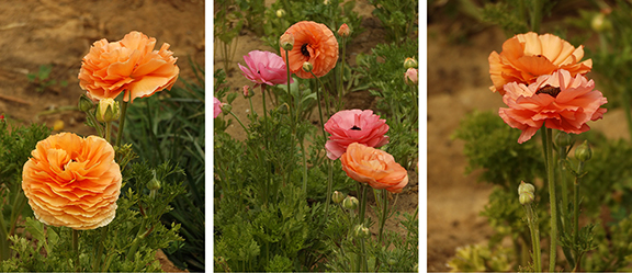 Flower-Fields-Carlsbad-California26