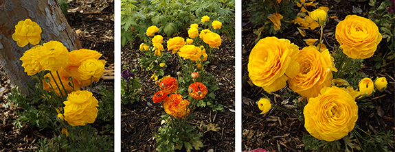 Flower-Fields-Carlsbad-California27