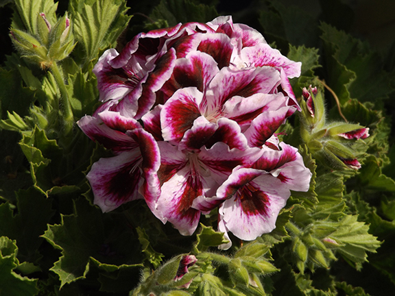 Flower-Fields-Carlsbad-California5