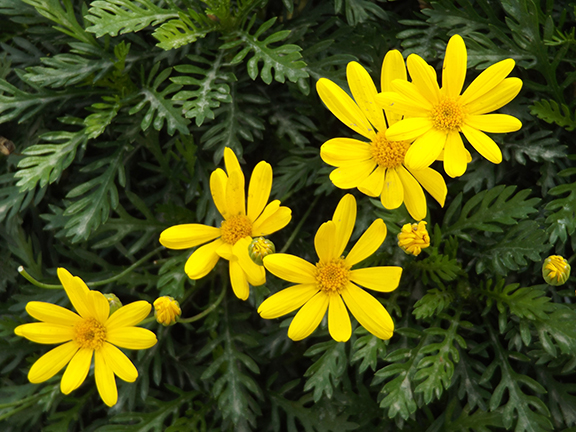 Flower-Fields-Carlsbad-California6
