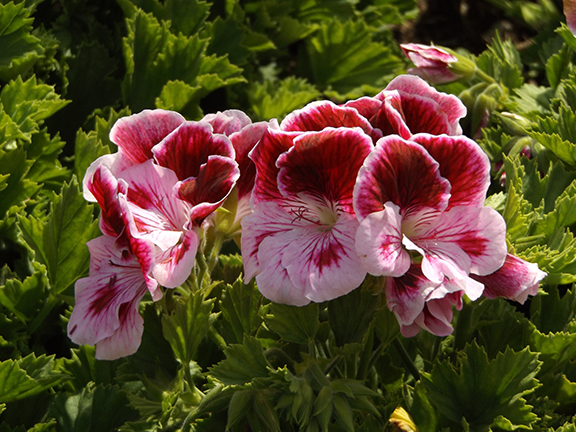 Flower-Fields-Carlsbad-California8