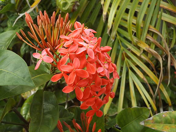 flowers-in-Gatoville-Key-West