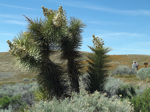 Joshua-tree-Antelope-Valley-Poppy-Reserve