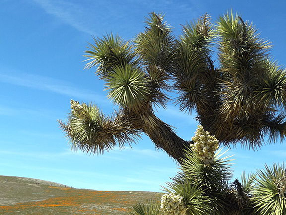 Joshua-tree-Antelope-Valley-Poppy-Reserve2