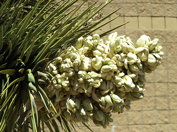 Joshua-tree-Antelope-Valley-Poppy-Reserve3