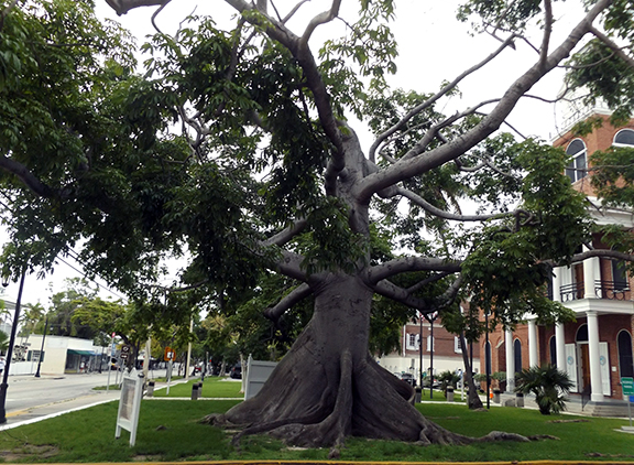 Kapok-tree-Key-West