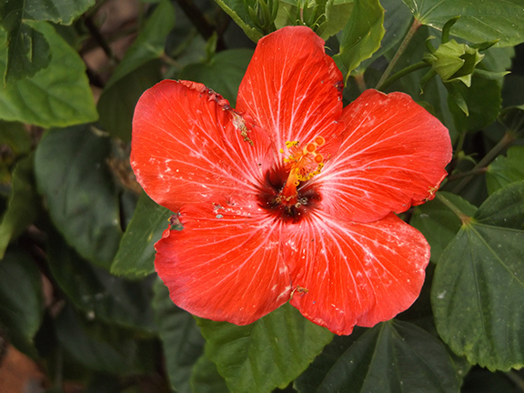 Kennedy-Space-Center16