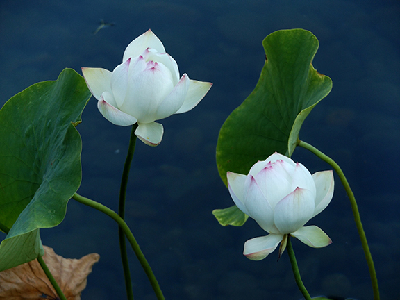 Lan-Su-Chinese Garden-Portland-Oregon13