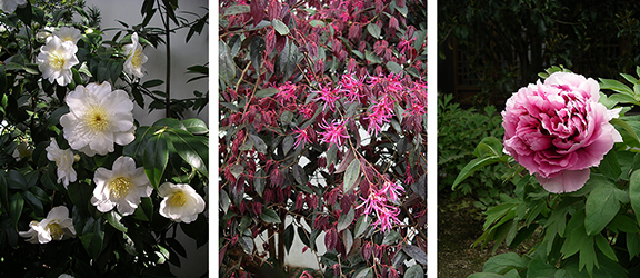 Lan-Su-Chinese Garden-Portland-Oregon14