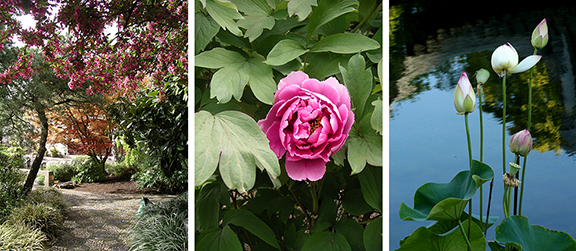 Lan-Su-Chinese Garden-Portland-Oregon16