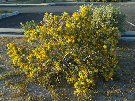 Ricardo-Nature-Trail-Red-Rock-Canyon-State-Park4