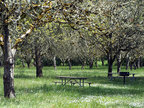 Willamette-Mission-State-Park12