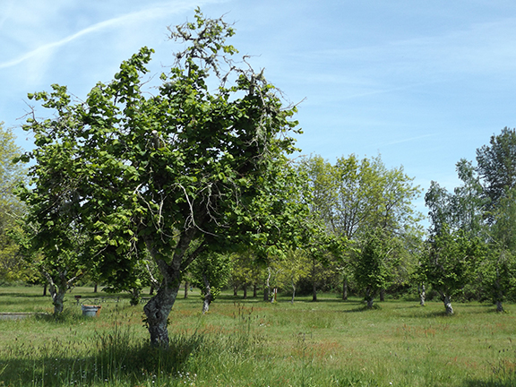 Willamette-Mission-State-Park13