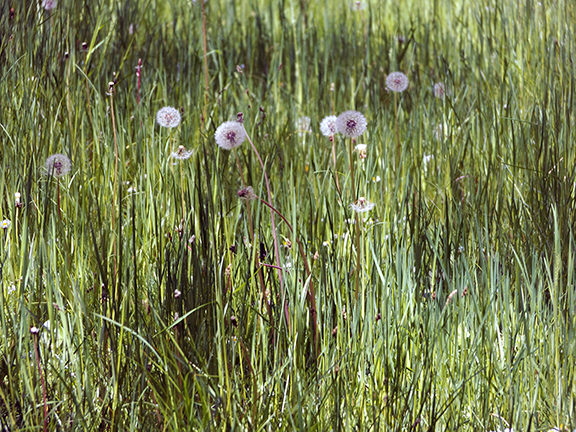 Willamette-Mission-State-Park8