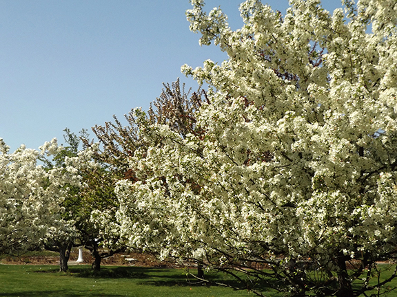 Yakima-Area-Arboretum11