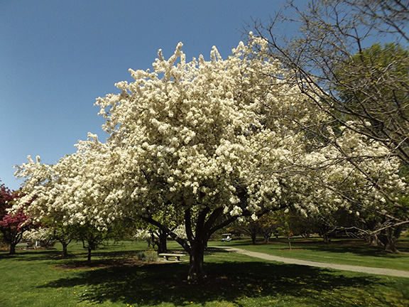 Yakima-Area-Arboretum13