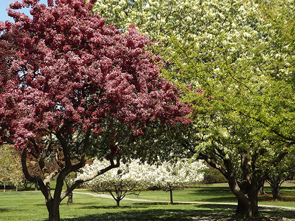 Yakima-Area-Arboretum14