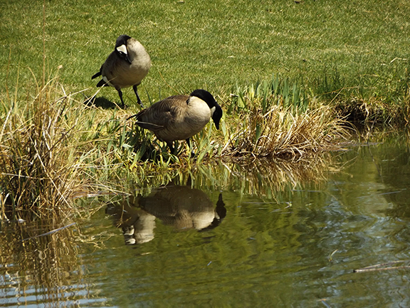 Yakima-Area-Arboretum6