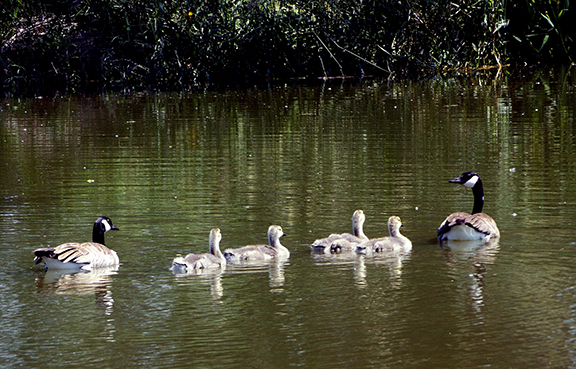 Canada-geese-Whitman-Mission-National-Historic-Site-Walla-Walla2