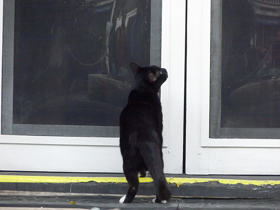 cat-at-front-door-of-Ernest-Hemingway-House-Museum-Key-West