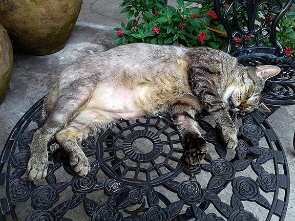 cat-in-courtyard-Ernest-Hemingway-House-Museum-Key-West3