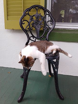cat-on-balcony-Ernest-Hemingway-House-Museum-Key-West