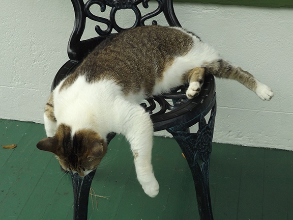 cat-on-balcony-Ernest-Hemingway-House-Museum-Key-West2
