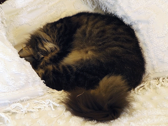 cat-on-bed-Ernest-Hemingway-House-Museum-Key-West2