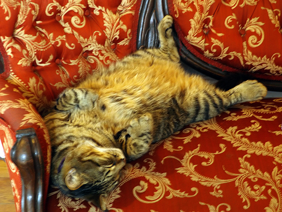 cat-on-couch-Ernest-Hemingway-House-Museum-Key-West