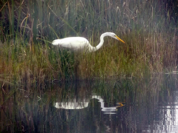 Coopertown-Air-Boat-Tours-Everglades10