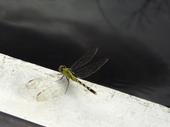 Coopertown-Air-Boat-Tours-Everglades11
