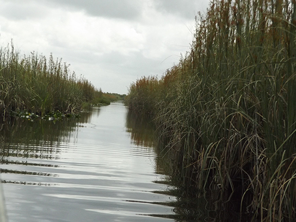 Coopertown-Air-Boat-Tours-Everglades12