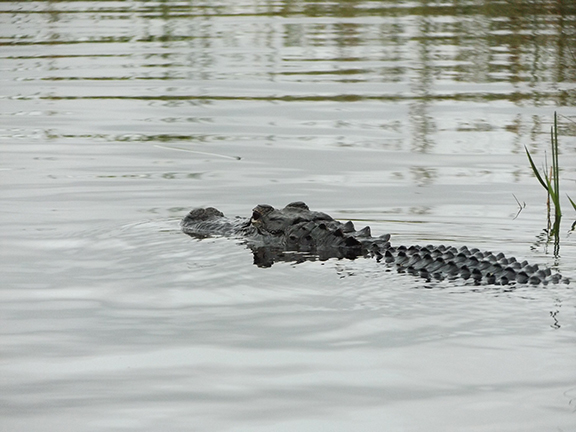 Coopertown-Air-Boat-Tours-Everglades13