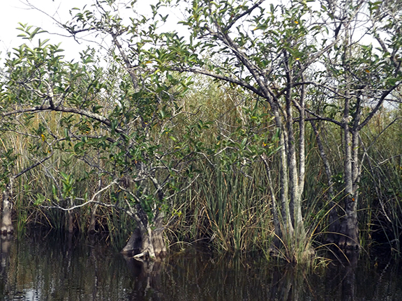 Coopertown-Air-Boat-Tours-Everglades5