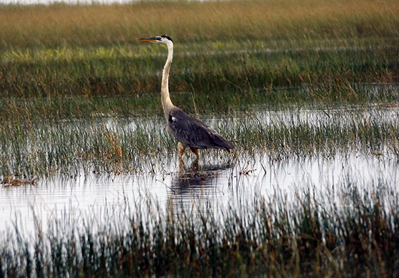 Coopertown-Air-Boat-Tours-Everglades7