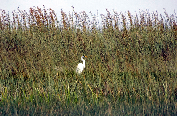 Coopertown-Air-Boat-Tours-Everglades8