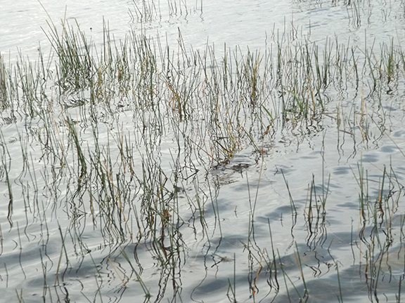 Coopertown-Air-Boat-Tours-Everglades9