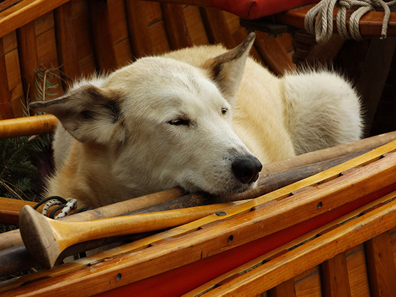 Fall-colors-canoe-trip-Vixen-napping-in-a-canoe