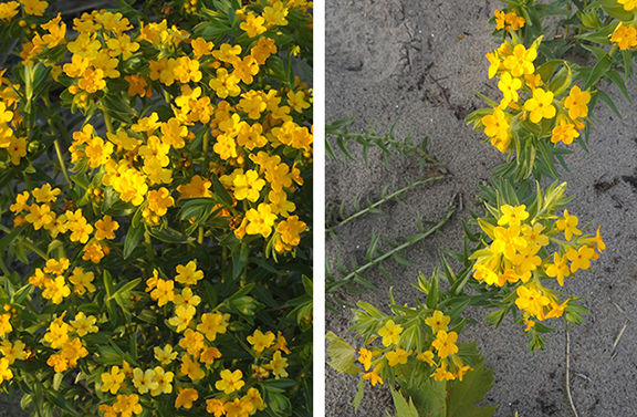 flowers-Presque-Isle-Lighthouse-Erie-Pennsylvania