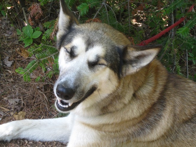 happy-dog-Umbagog-Lake