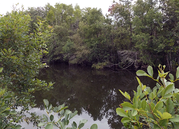 HP-Williams-Picnic-Area-Big-Cypress-National-Preserve3