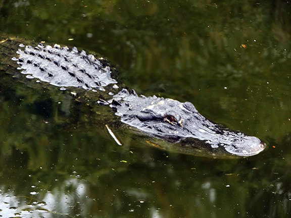 HP-Williams-Picnic-Area-Big-Cypress-National-Preserve5