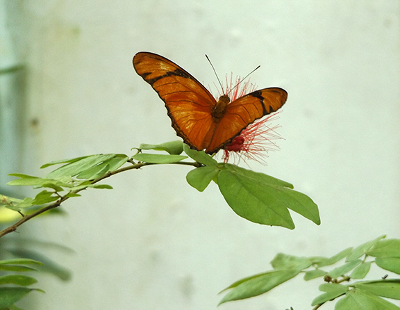 Key-West-Butterfly-and-Nature-Conservatory10