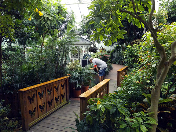 Key-West-Butterfly-and-Nature-Conservatory11